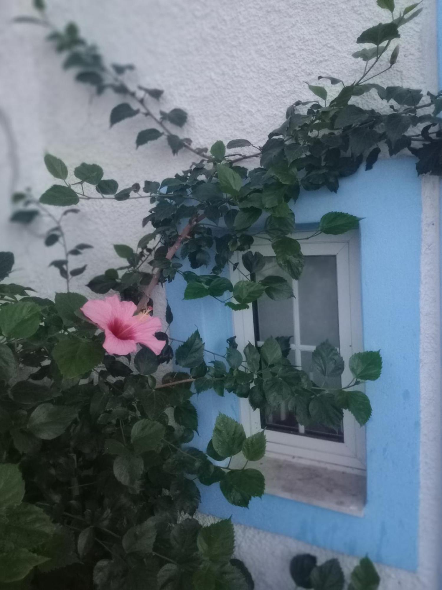 Vagia  Blue Dolphin Studios And Apartment מראה חיצוני תמונה